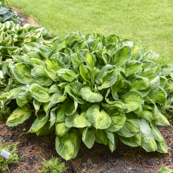 Hosta Captain Kirk  (8004)
